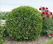 Туя западная "Глобоза"