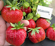 Эльвира